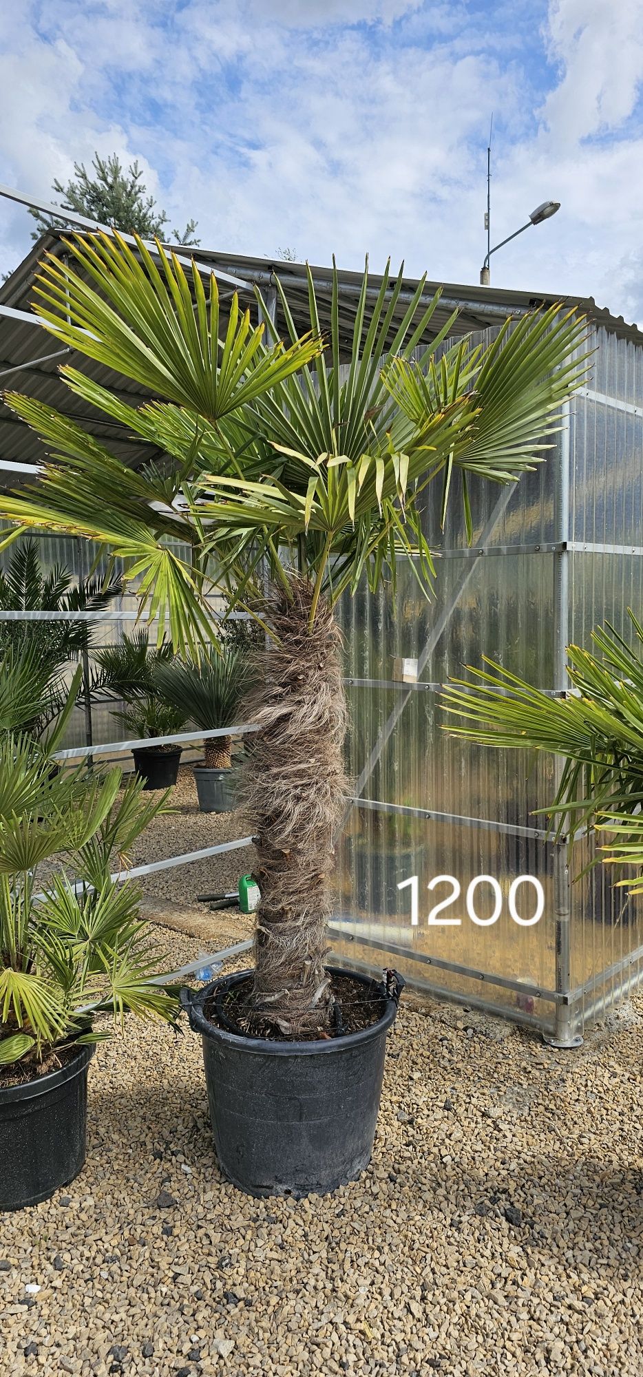 Trachycarpus Fortunei Palma mrozoodporna palmy yucca