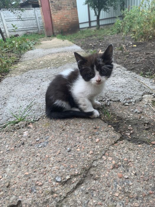 Кошенята у добрі руки