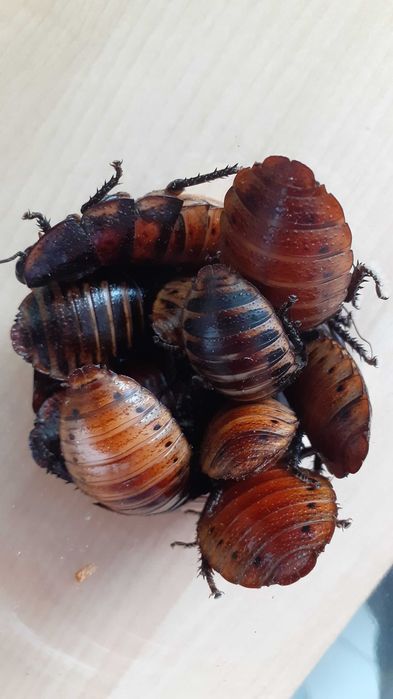 Karaczan madagaskarski.