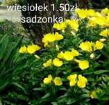 Sadzonka miechunka goździk konwalie  szafirki okazja