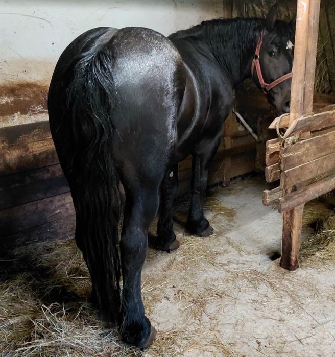 Sprzedam konia wałacha