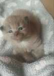 Ragdoll Mink ,kocurek,czekoladowy.