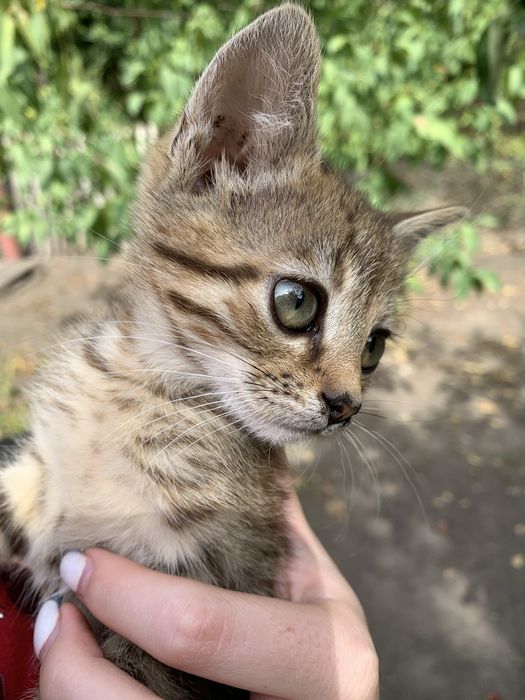Отдам котика бесплатно