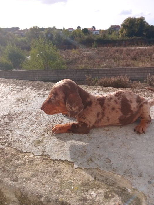 Excelente  fêmea teckel  pêlo curto