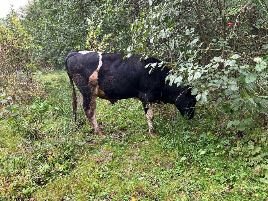 Продається молодий бик