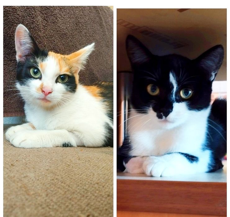 молодые кошечки ищут дом