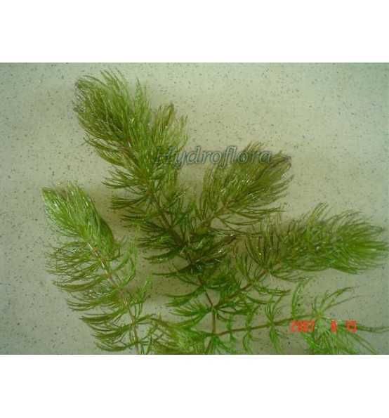 Rogatek sztywny, wysyłka roślinka akwariowa (Ceratophyllum Demersum)