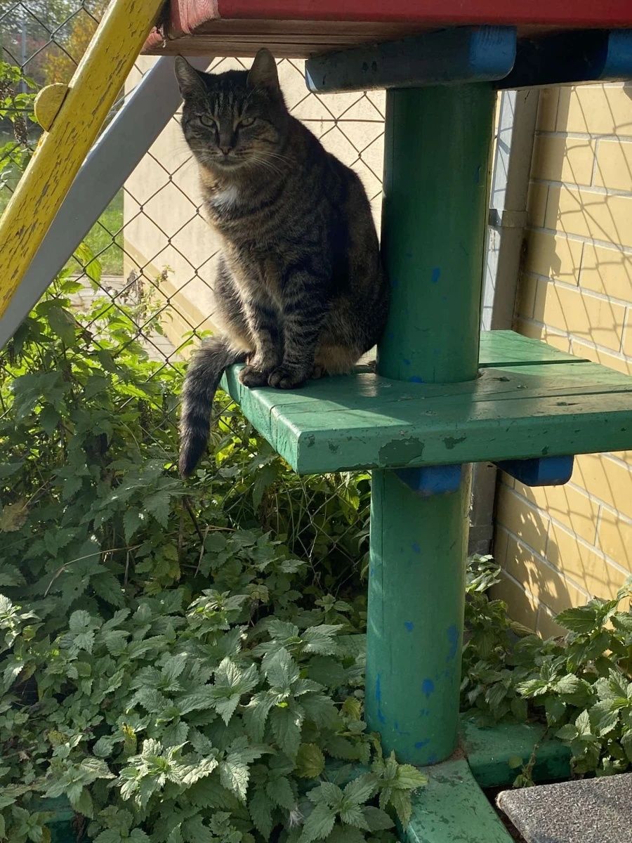 Kotka Mysza do adopcji od 3lat!