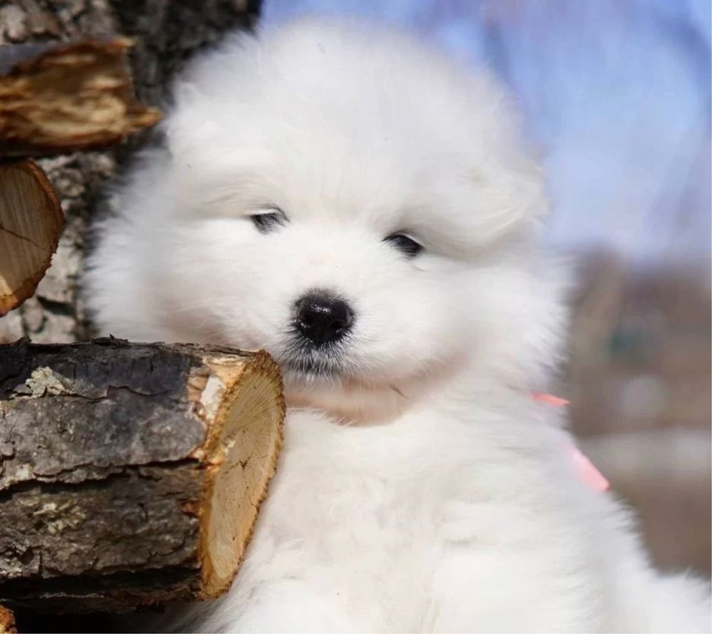 Samoyed już do odbioru