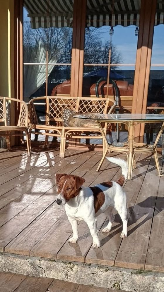 Jack russell terrier suczka Aria