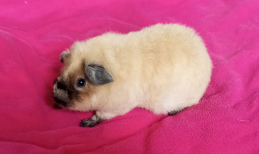 Морська свинка Тедді каліфорнія дівчина