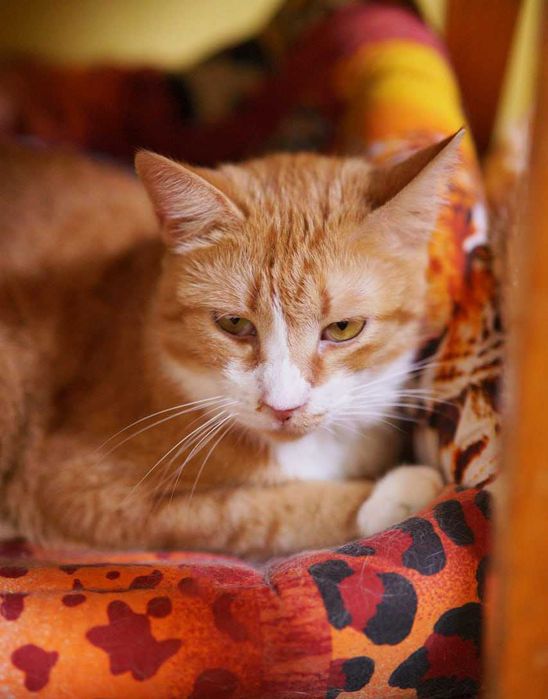 КЕКСІК в пошуках родини! Кіт, кастров 2 рочки