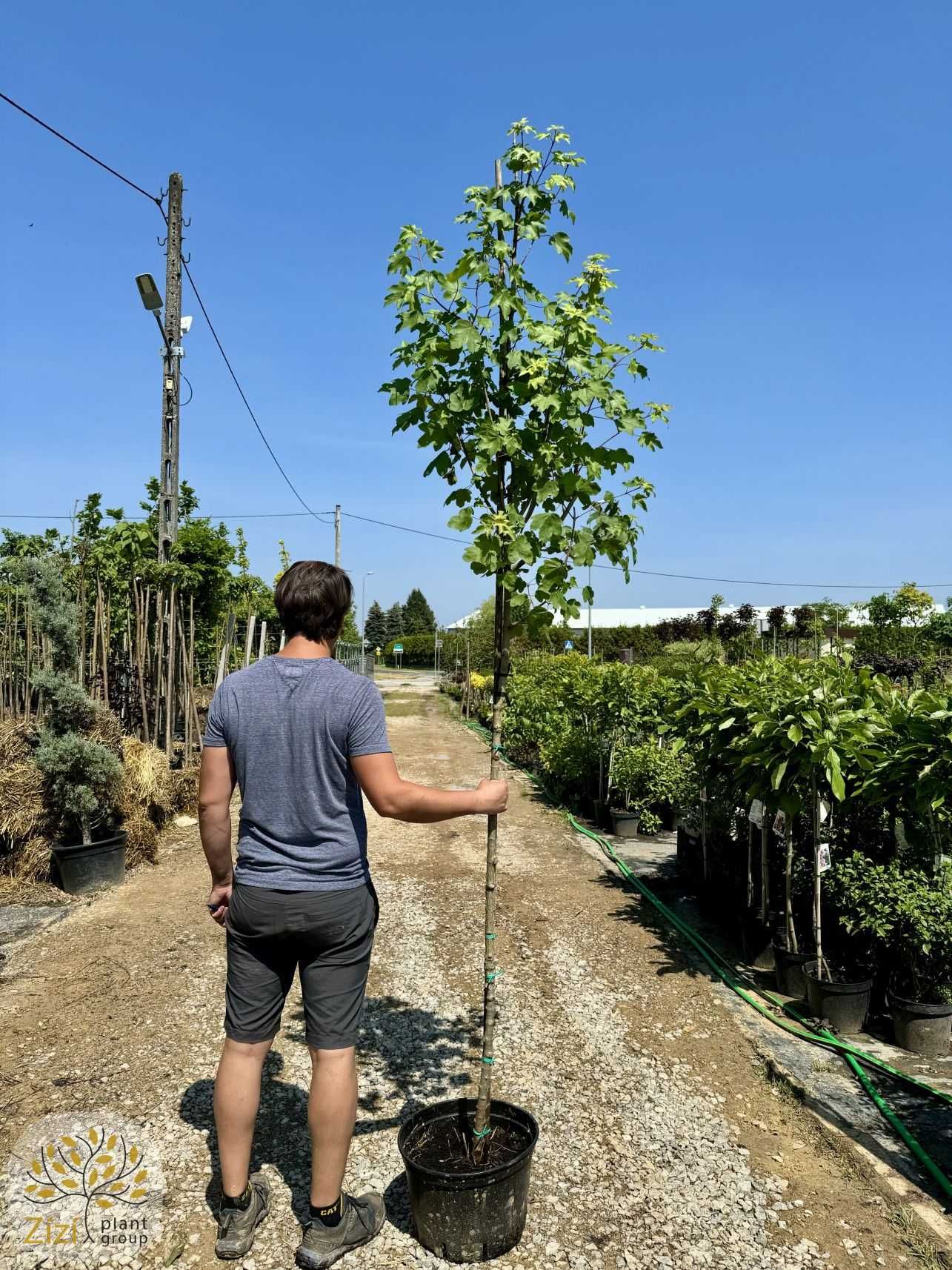 Acer campestre, Klon polny, obwód 6-8, 8-10cm, wysokość 280-300cm