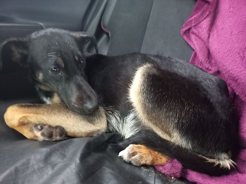 Zaczepiony i odrobaczony pies do adopcji