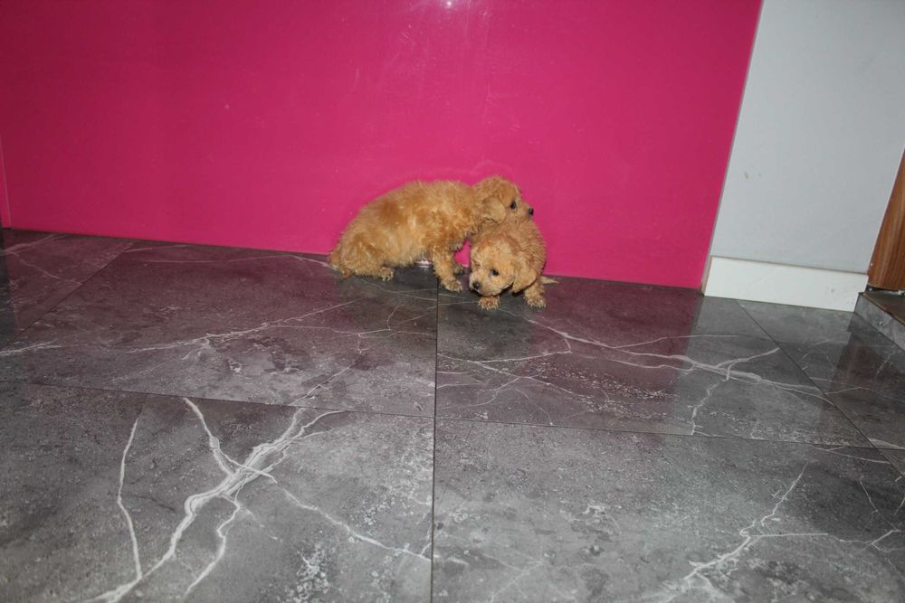 Maltipoo hybryda Maltańczyk i Pudel Piesek