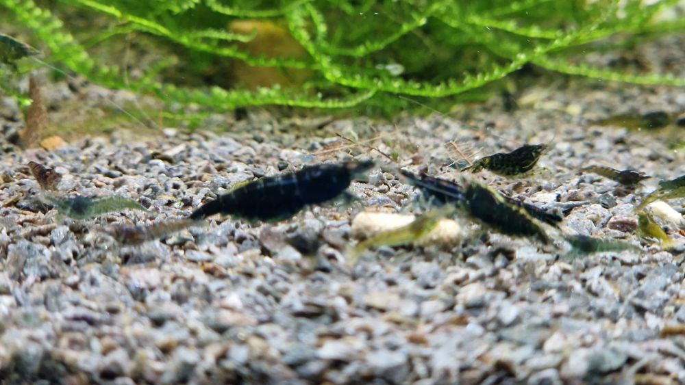 Krewetki Green Jade Neocaridina zielone