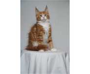 Kocurek Maine Coon FPL