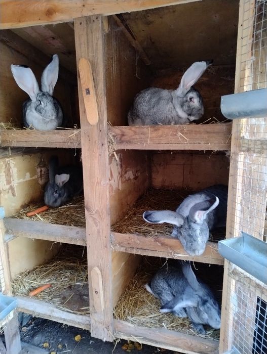 Olbrzym Belgijski Szynszylowy