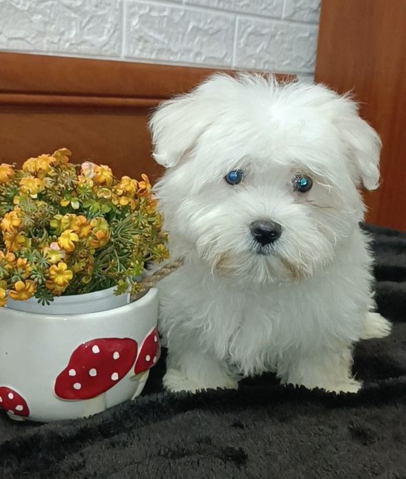 Мальтезка девочка Белоснежка