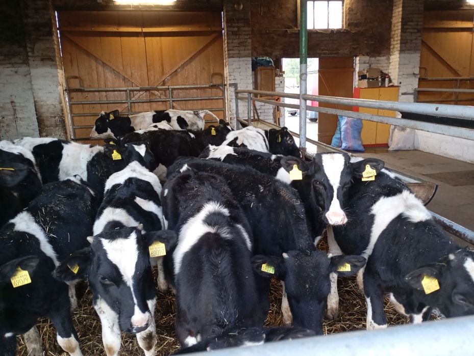 Starterki ncb byczki