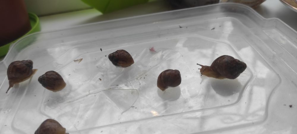 Продам улитят Ахатины Имакуляты