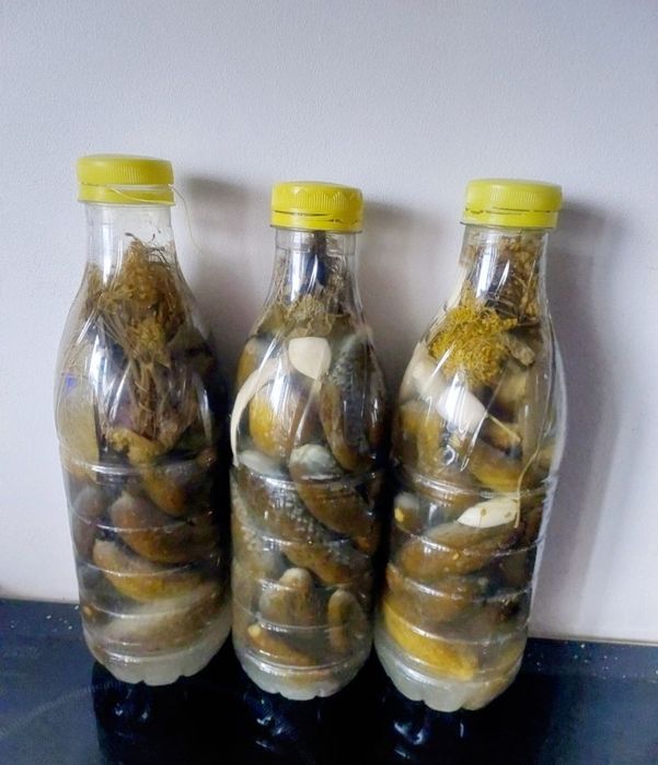 Ogórki kiszone domowe ekologiczne 2 butelki 1L