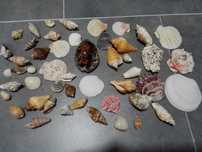 Muszle kolorowe-