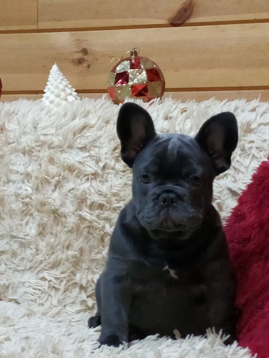 Французский бульдог