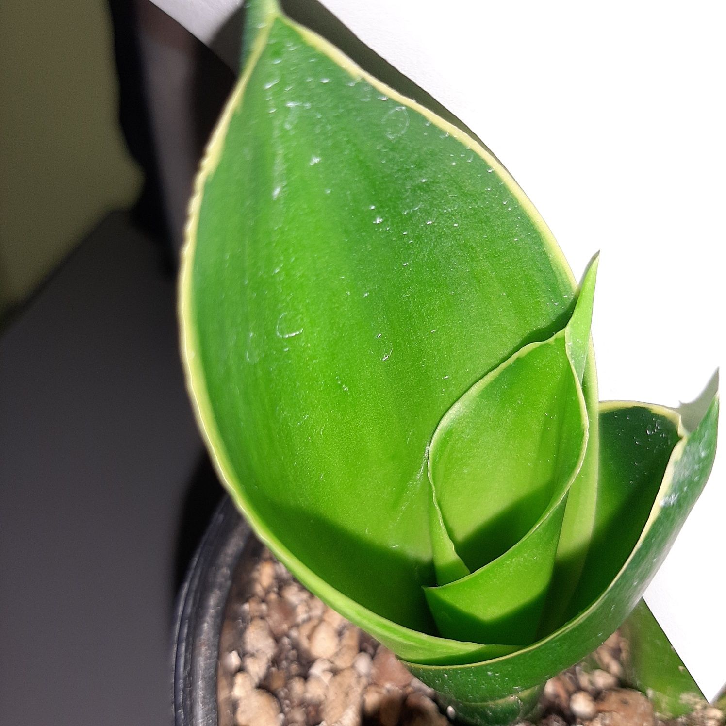 Emerald Star,  Emerald