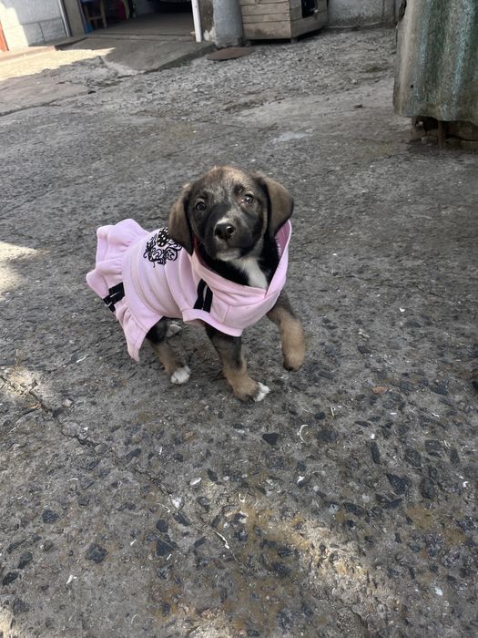 Отдам в хорошие руки щенка, девочка «метис»