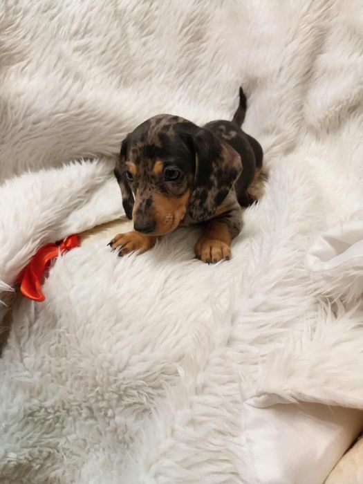 Jamnik suczka merle !