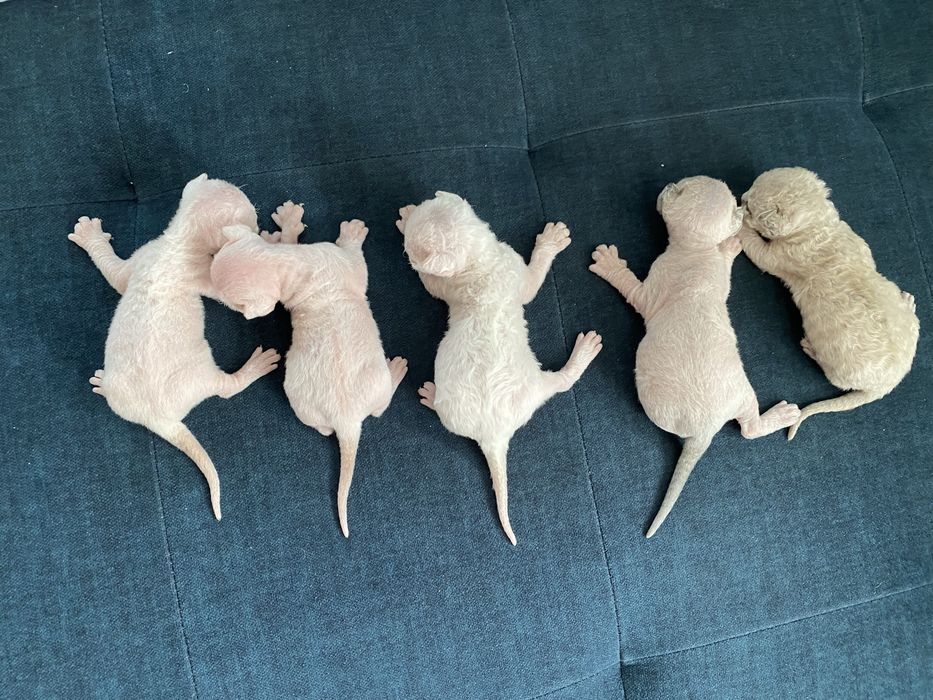 Продам котят породы Девон рекс Devon Rex Доставка по Украине