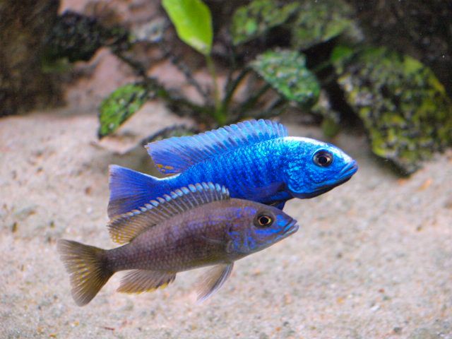 Sciaenochromis fryeri Хаплохромис васильковый Акваріумні рибки цихліди