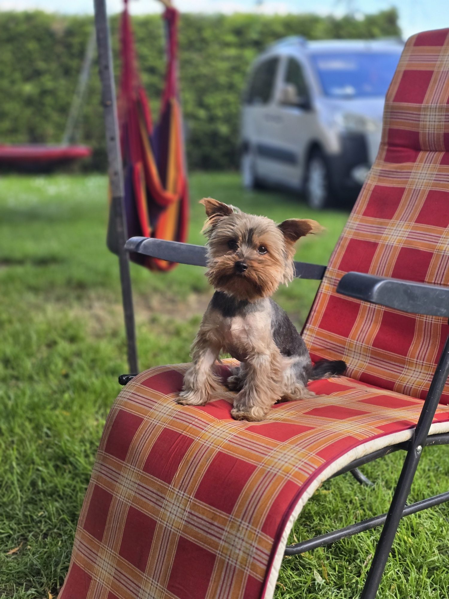 Yorkshire terrier