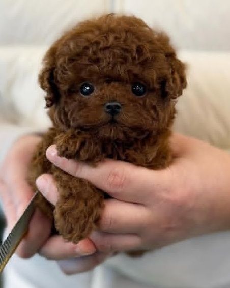 Чудовий Малюк.пудель !