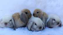 Króliki miniaturki mini lop baranki