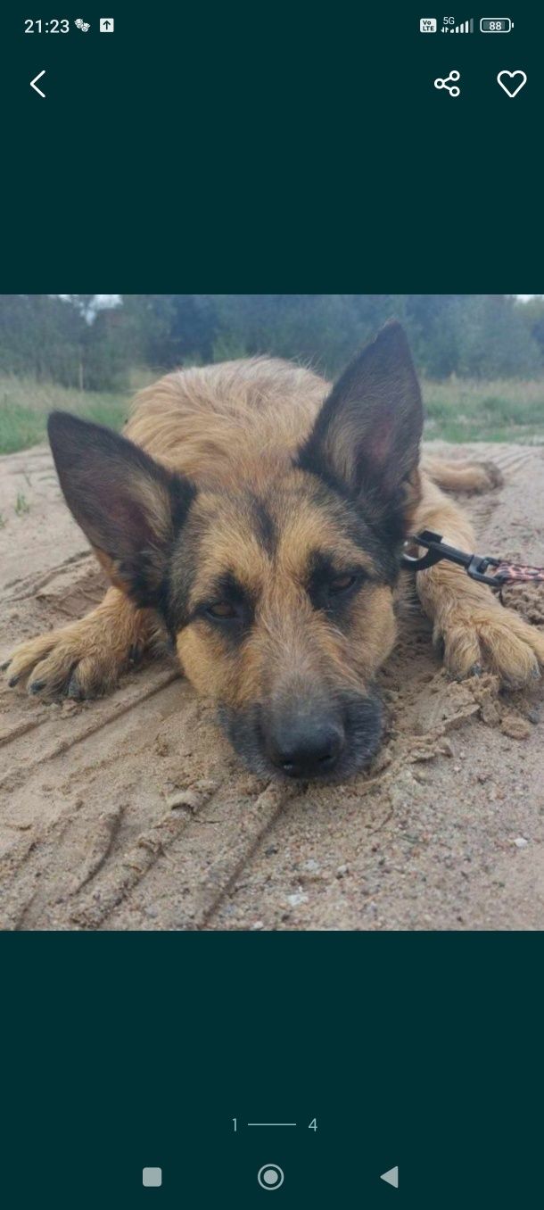 Kochająca Doris w typie owczarka szuka domu!
