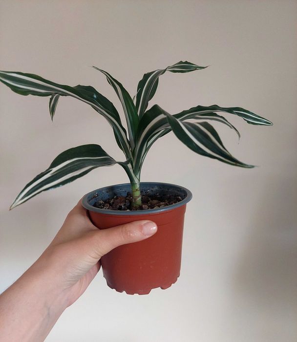 Planta Dracaena spp.