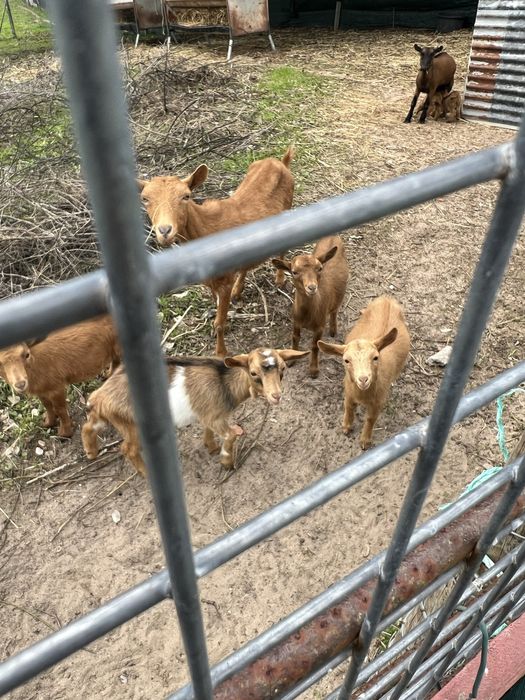 Cabritos anoes machos