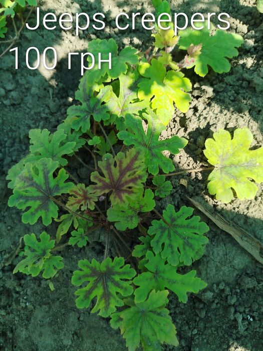 Гейхера, гейхерела, тіарела,  квіти для тінистих ділянок