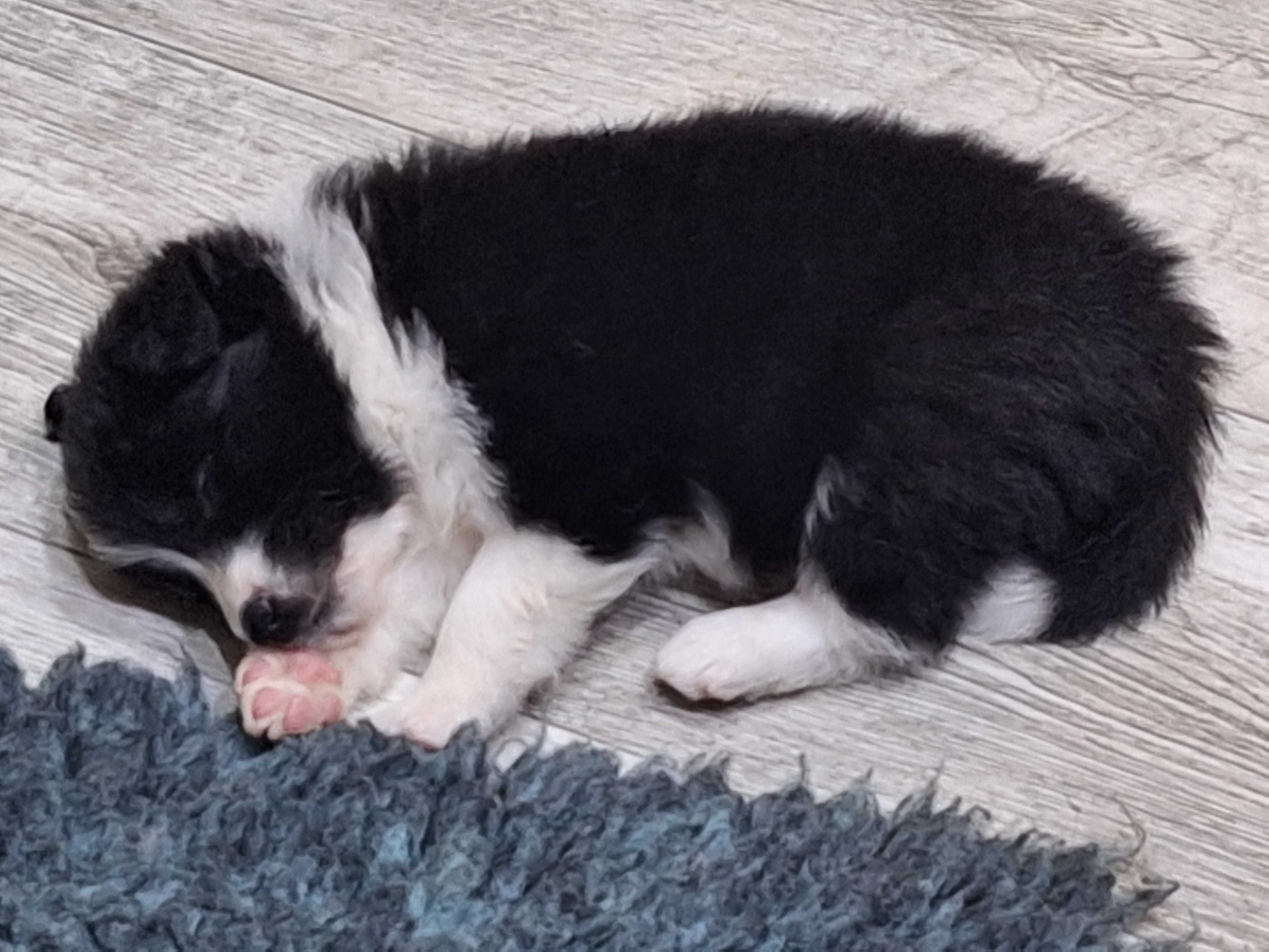 Piesek Border Collie ZKWP/FCI