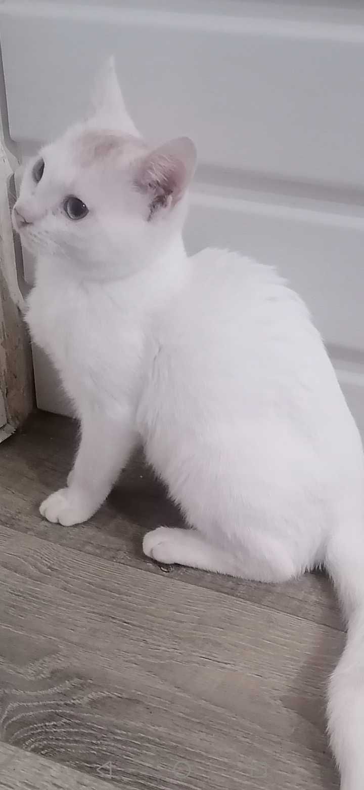 Белый котенок мальчик