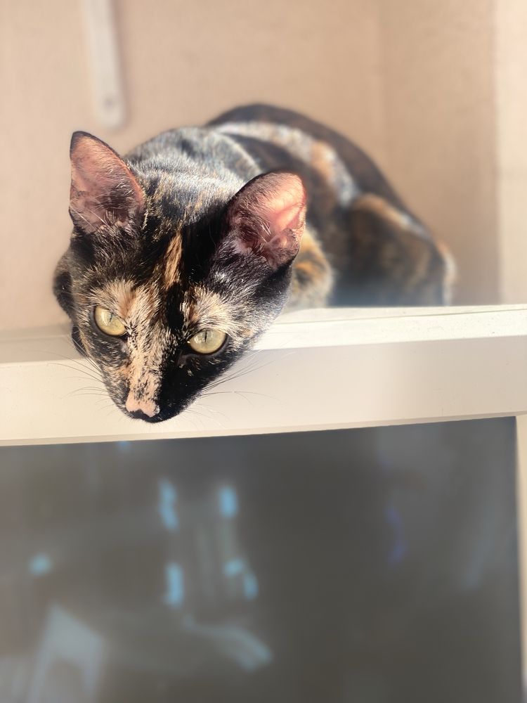 Gata esterilizada para adoção