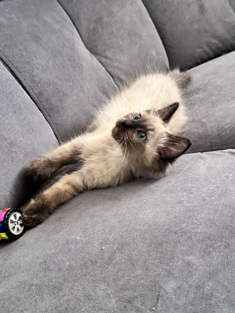 Ragdoll KOCUREK śliczny