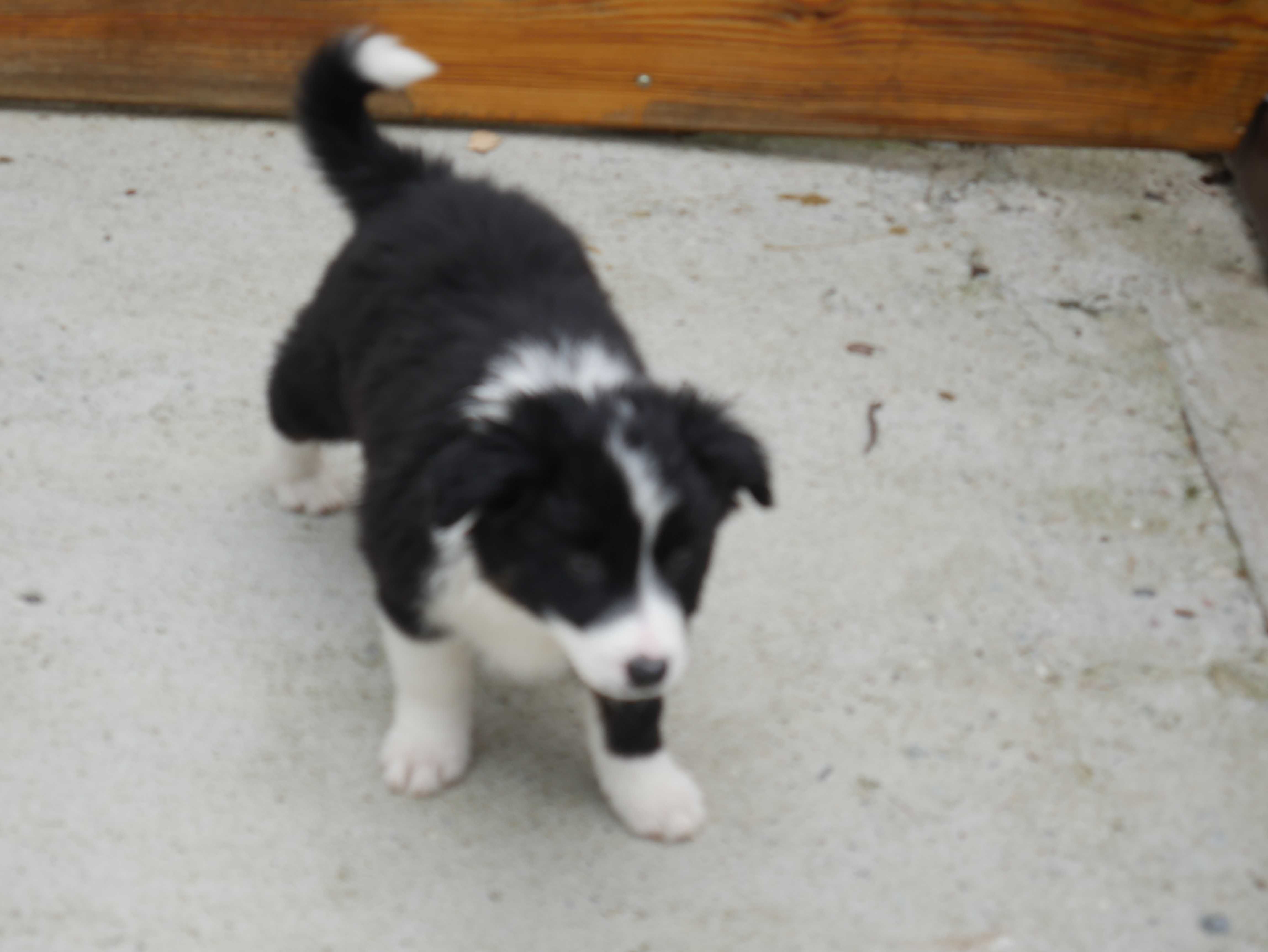 Border Collie ostatnia sunia