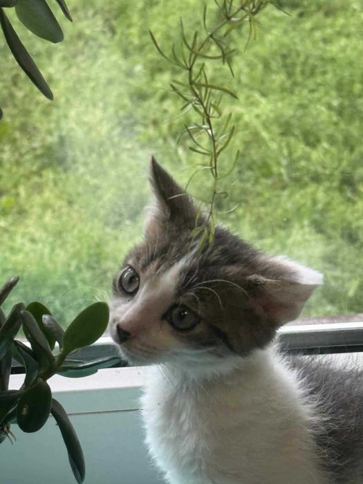 kociak chłopiec wychowany na butelce -aktualne