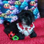 Shih Tzu o  wielopokoleniowym rodowodzie