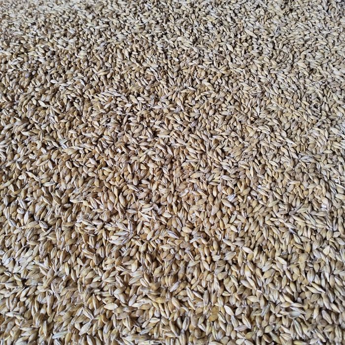 Pszenica ozima i jęczmień