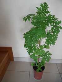 ,aloes drzewiasty, Geranium anginka roślina lecznicza I inne