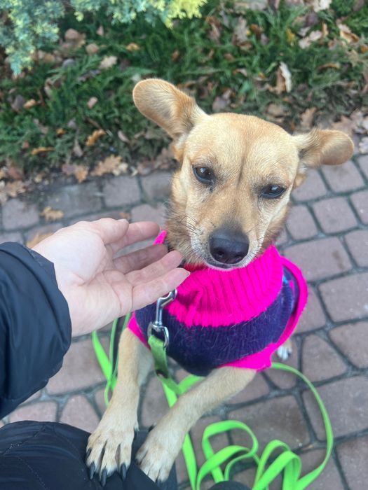 Nutka szuka nowego domu